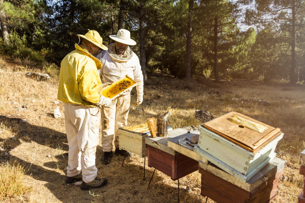 image Apiculture.jpg (0.2MB)